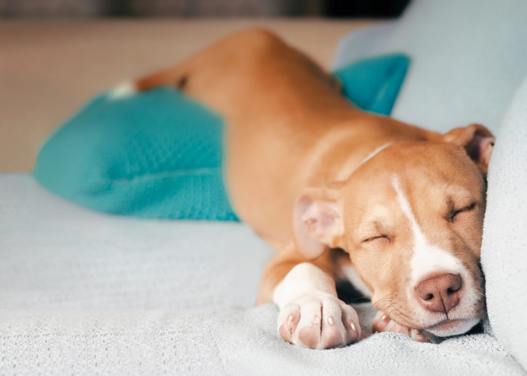 犬にアロマを使用して得られる3つの効果