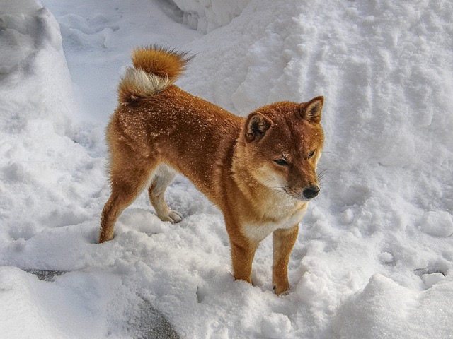 柴犬は冬に強い犬種
