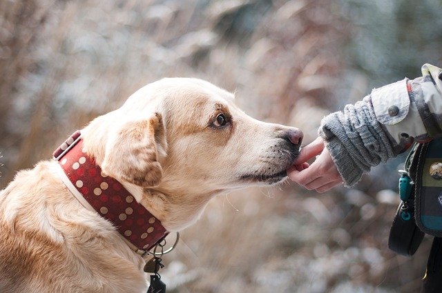 健康アプリを使って愛犬の健やかな成長を手助けしよう