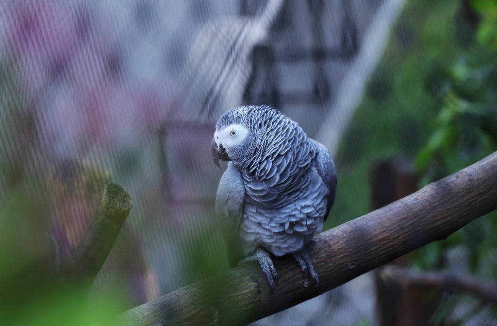 インコに多い病気