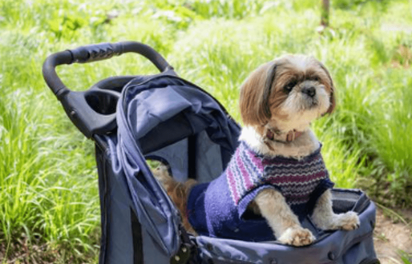 老犬に人気のカートを種類別に紹介