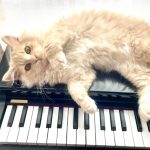 猫は音楽を聞くと落ち着く？猫に与える影響や注意点をご紹介