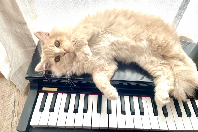 猫は音楽を聞くと落ち着く？猫に与える影響や注意点をご紹介