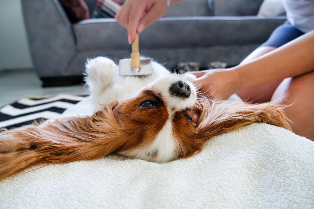 老犬ホームを選ぶときの注意点