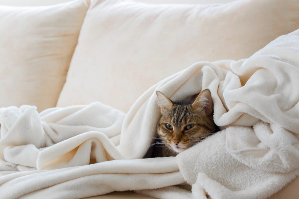 猫に最適な室温を保つためにエアコンを使用する際の注意点