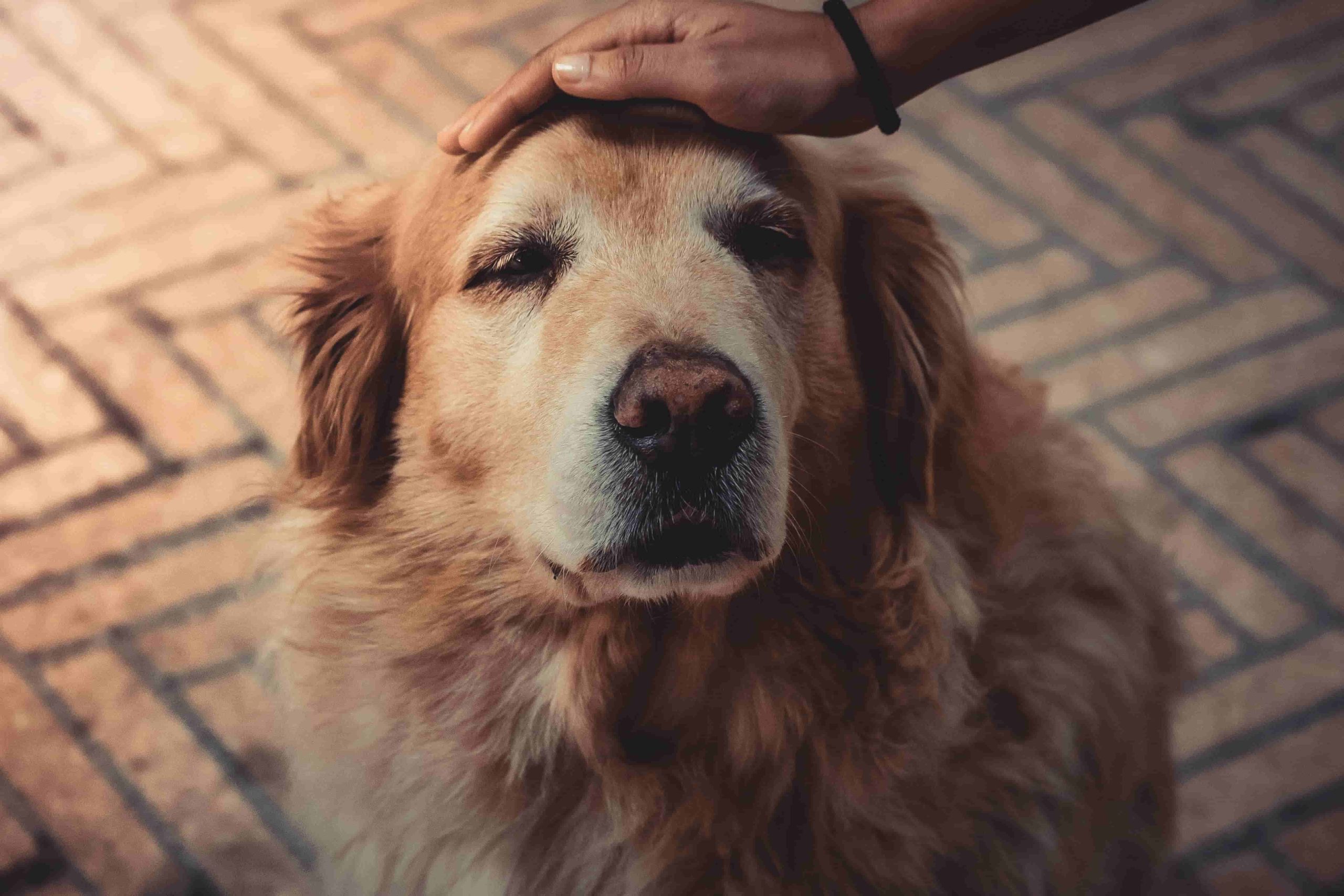 老犬の怪我の理由とは？原因や対策法についてご紹介