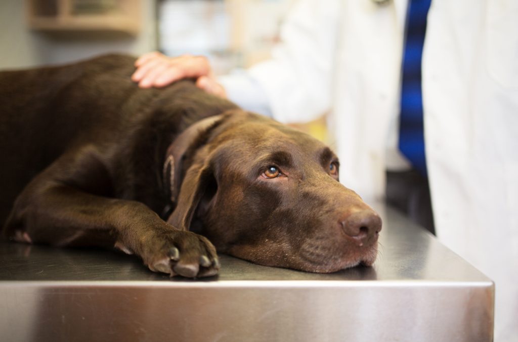 犬の医療費が高額な理由について