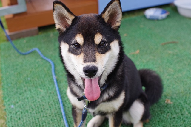 柴犬の冬の健康管理とは