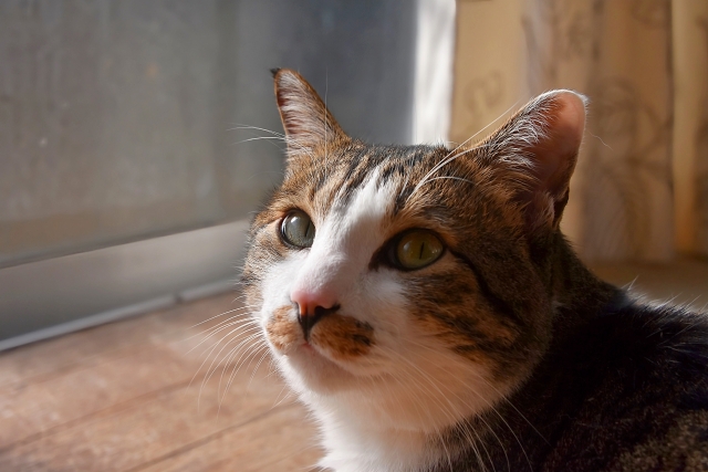 猫も音楽の好き嫌いがある