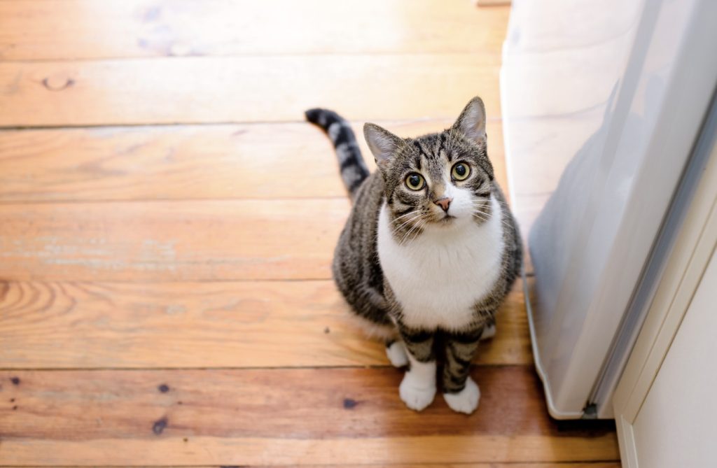 猫を飼うとフローリングが傷みやすい