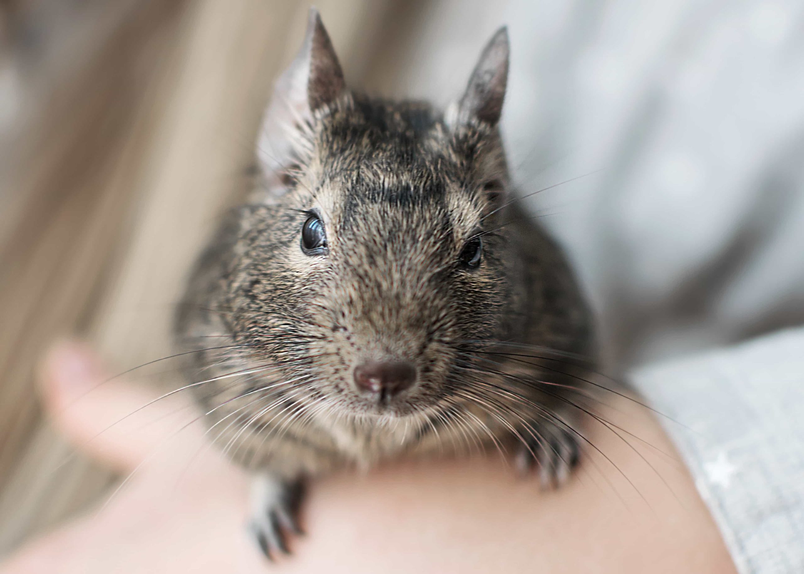 デグーが死ぬ前にかかりやすい病気とは？突然死の原因や亡くなった後にやるべきことについて解説