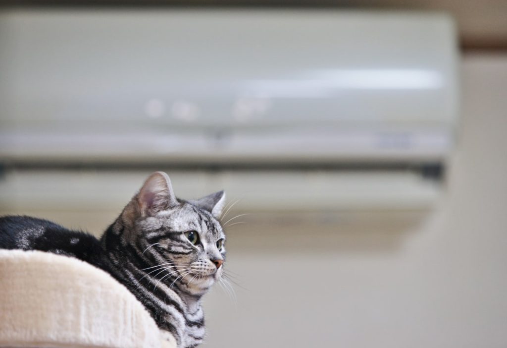 猫のためにエアコンを使い始めるべき時期