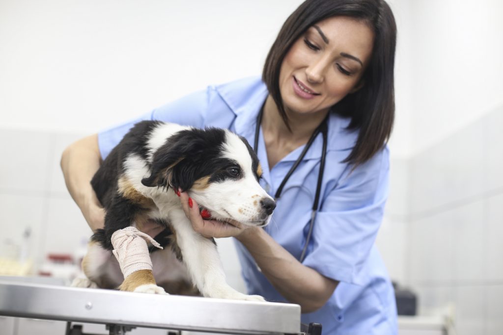 動物介護士が活躍できる場所について
