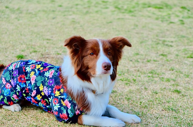 犬の幸せとは？