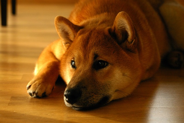 室内飼育の柴犬は寒さに弱い？