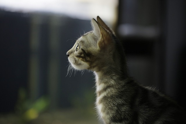 猫の幸せとは？