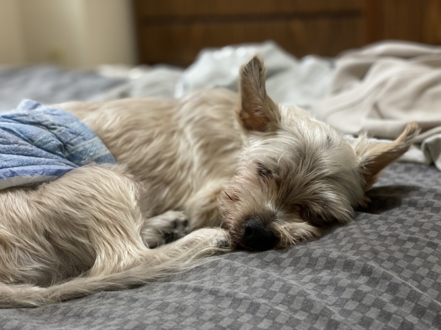 老犬のトリミングは何歳までできる？