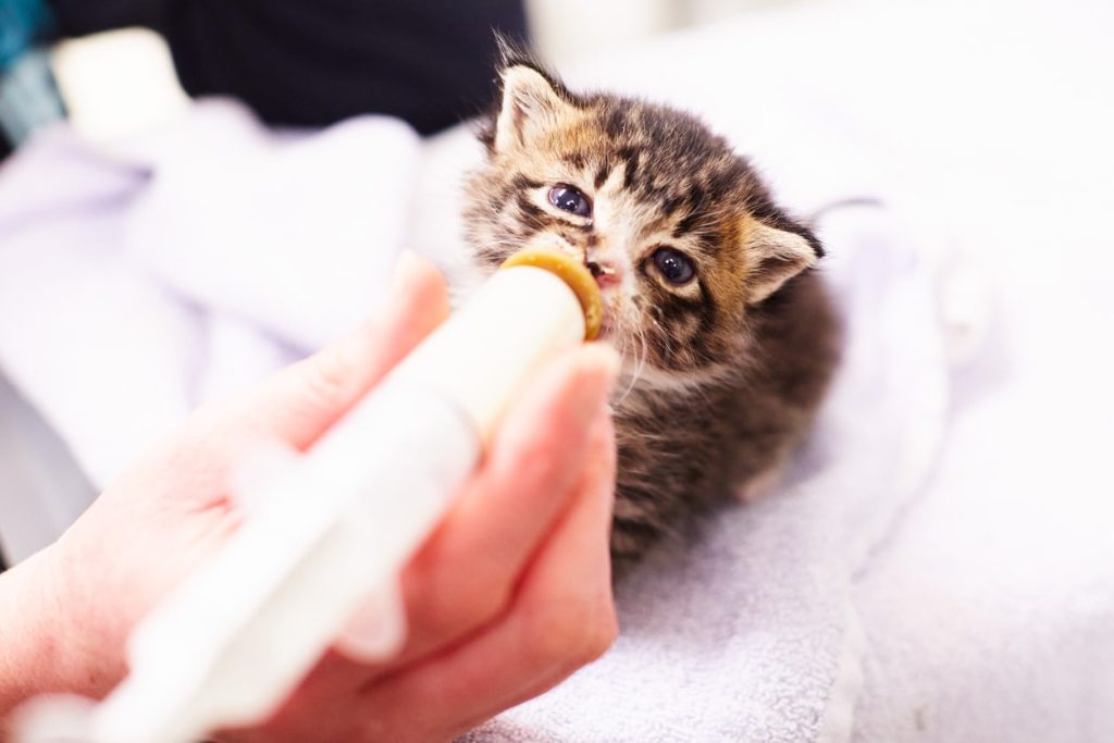 子猫とシニア猫に最適な室温