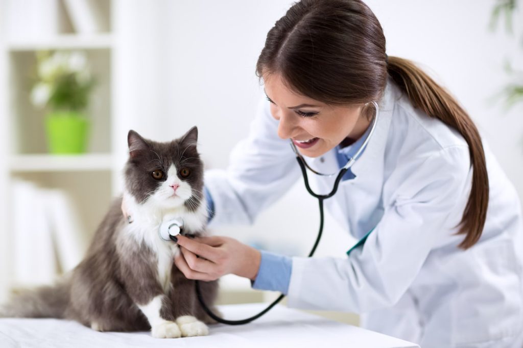 猫にかかる医療費の実例を紹介