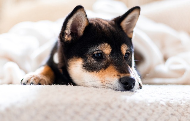 柴犬が冬に寒がっている2つのサイン