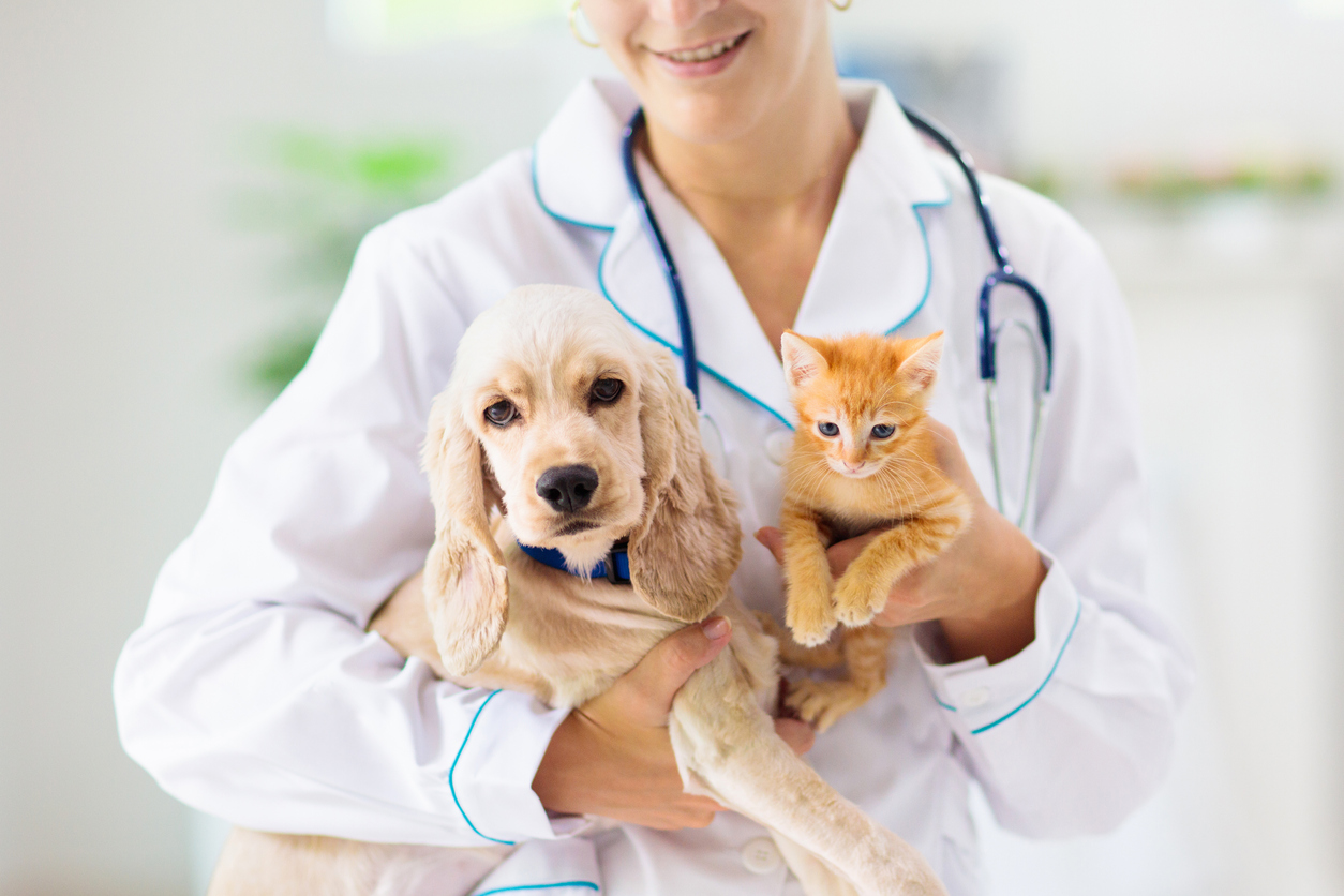 犬の医療費はいくらくらい？かかりやすい病気や診療費についても徹底解説