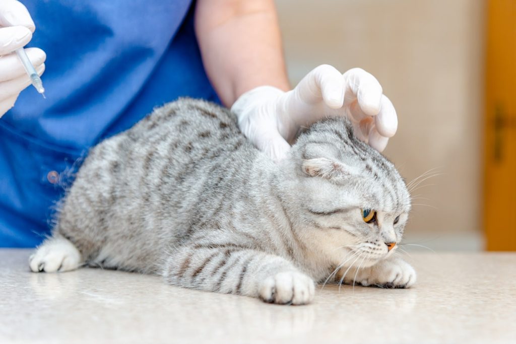 猫の医療費の平均はどれくらい？