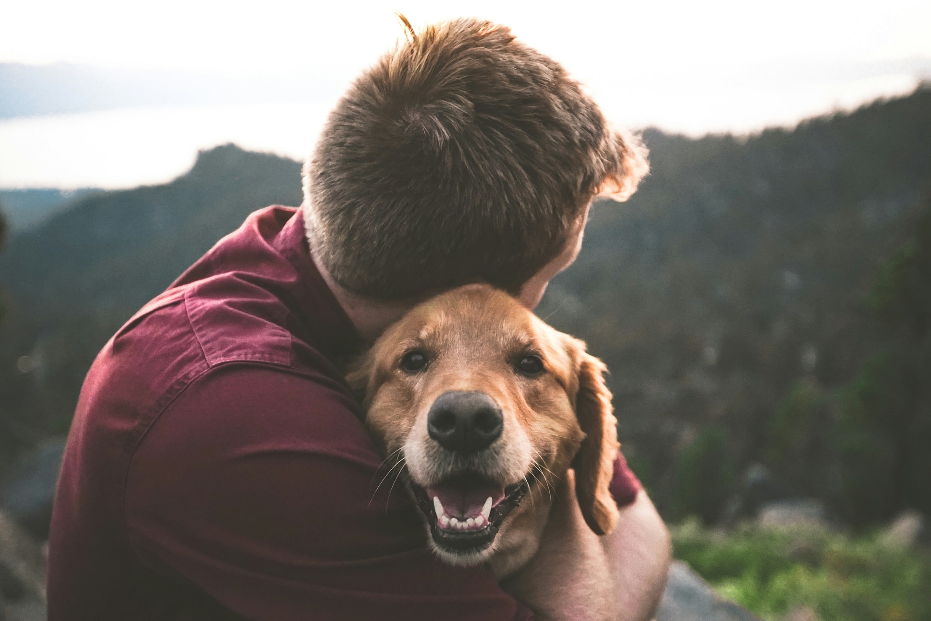 老犬のトリミングは難しい？重要性や安心してトリミングをお任せできる場所もご紹介