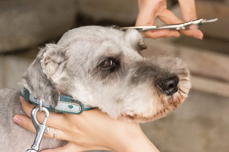 老犬をトリミングする目的