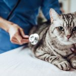 猫の医療費はどれくらいが目安？高額医療費の対策や実例について徹底解説