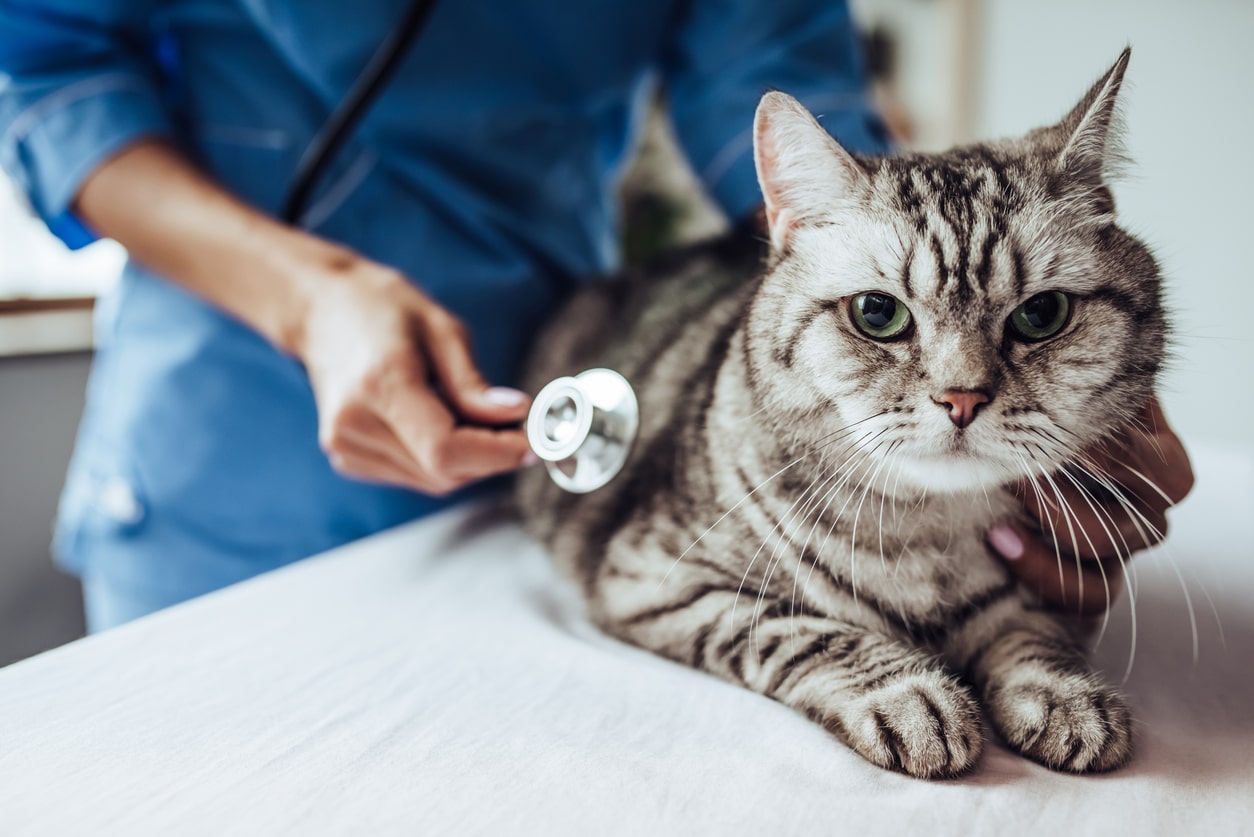 猫の医療費はどれくらいが目安？高額医療費の対策や実例について徹底解説