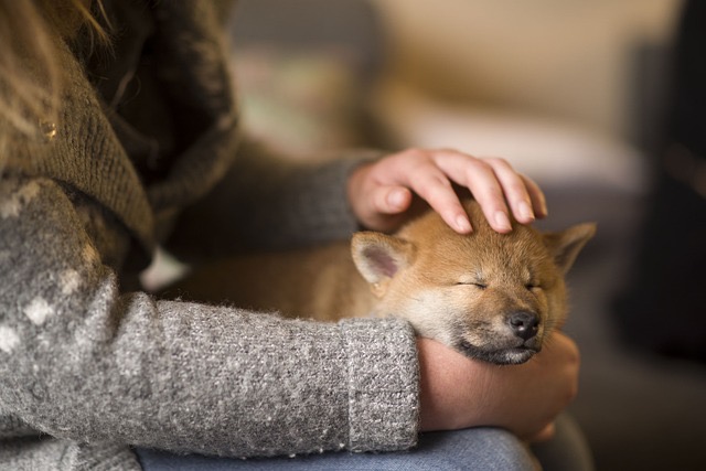 冬も愛犬と元気に過ごすための努力を忘れずに