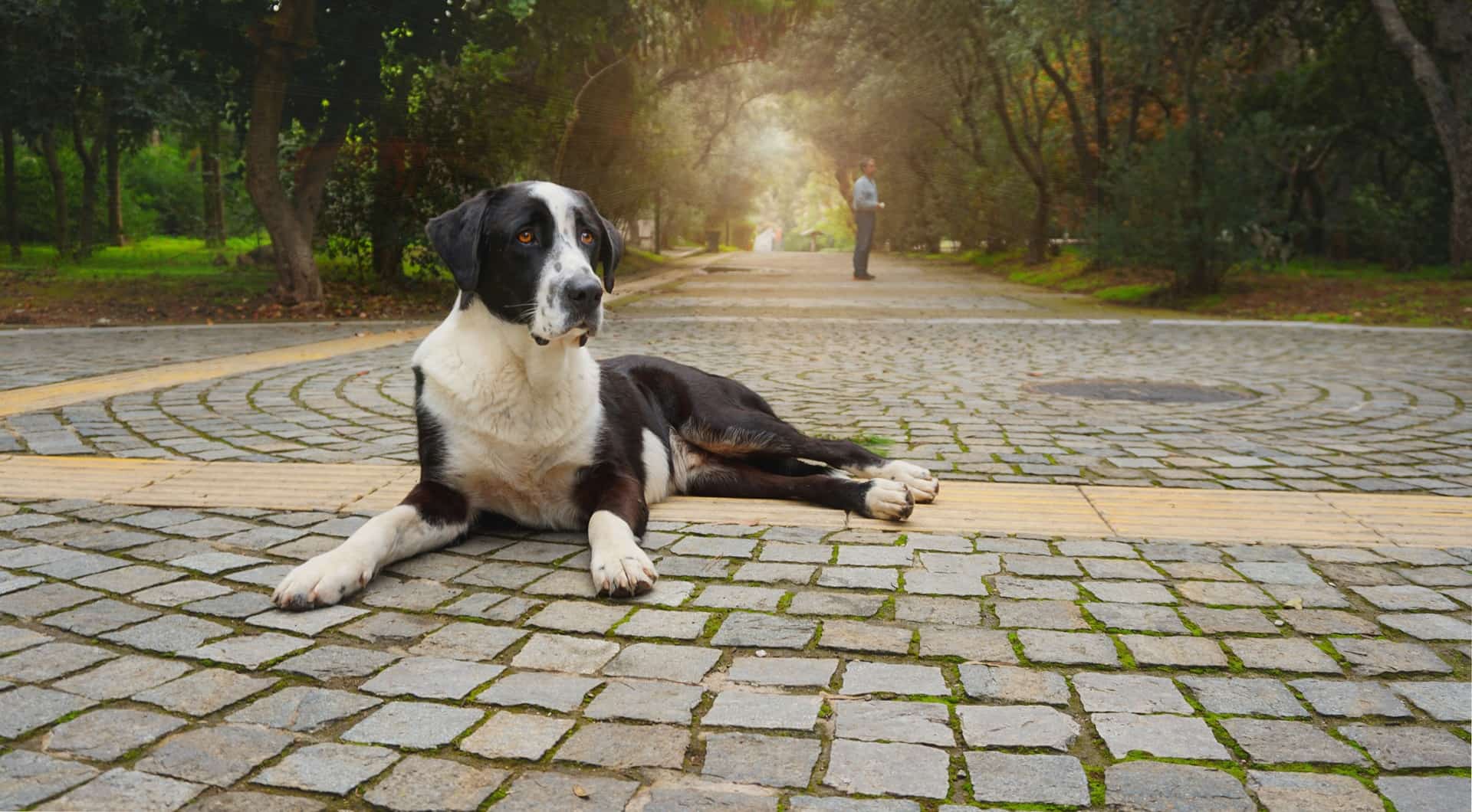 大型犬が歩けなくなったらどうすればいい？対処法・予防法を徹底解説