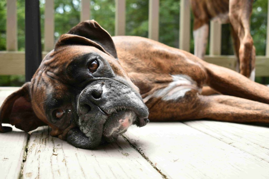 大型犬が歩けなくなってしまった際の対処法