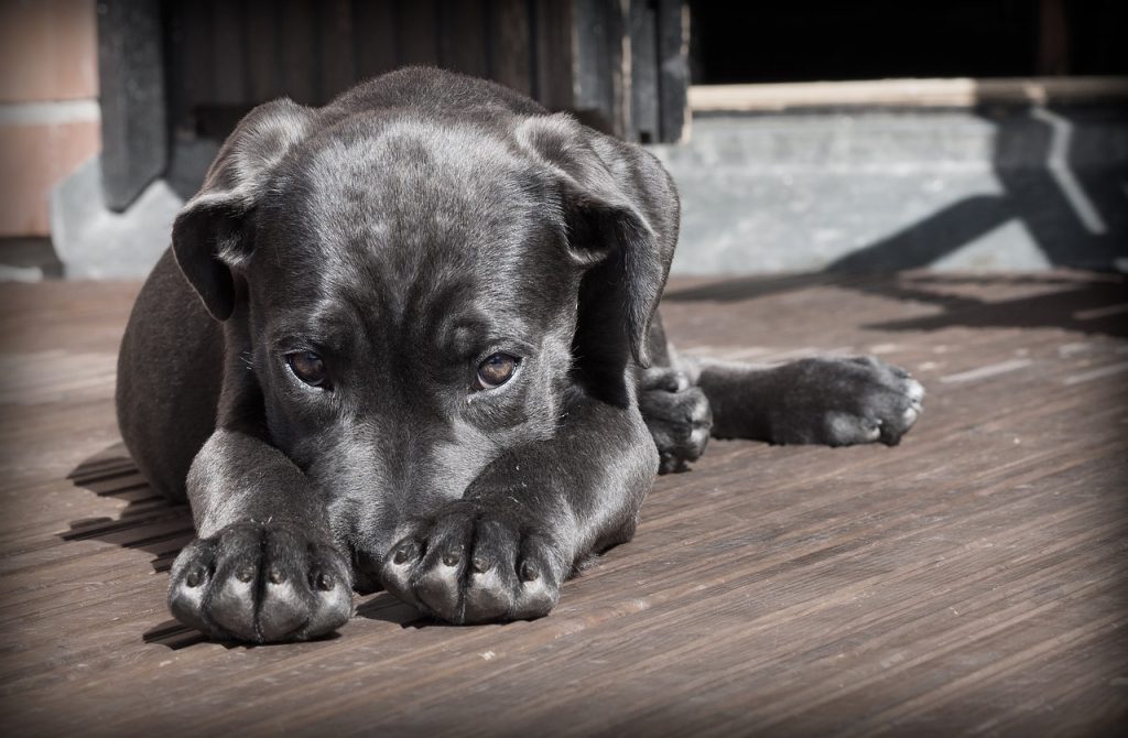 大型犬が歩けなくなった場合に考えられる病気