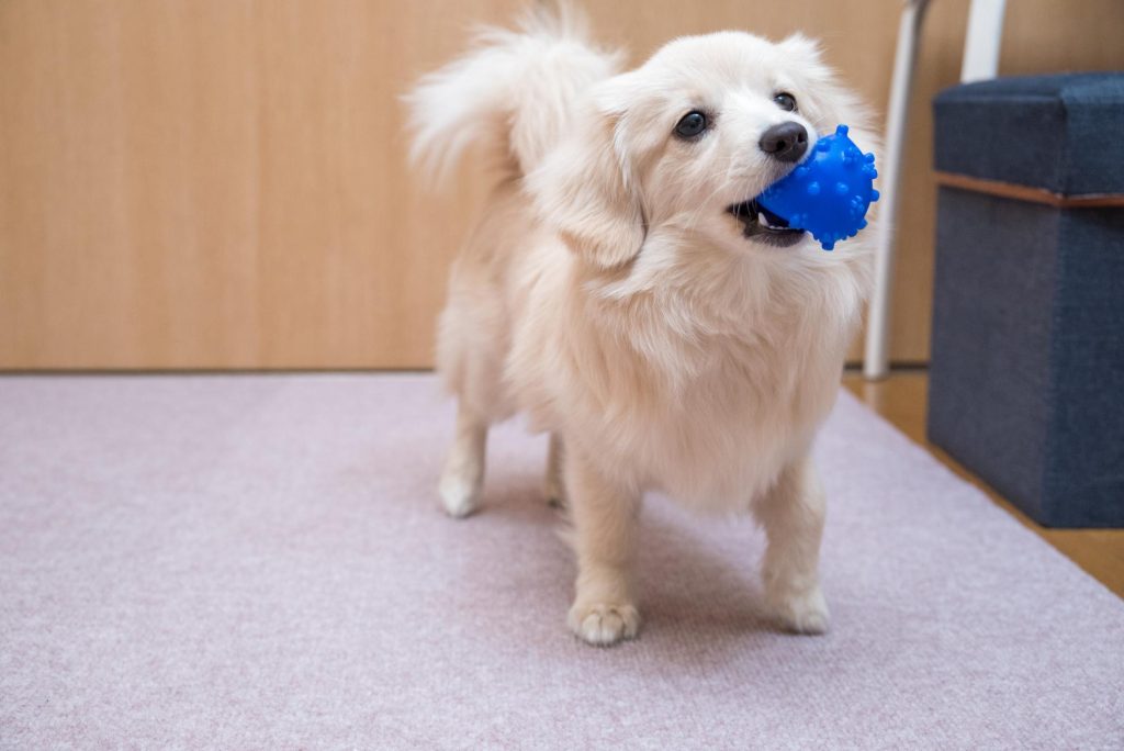 犬の散歩に行けないときの対策