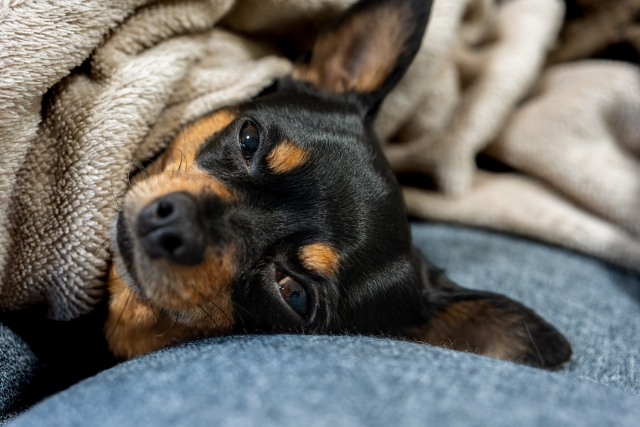 シニアになった愛犬が快適な体圧分散ベッドで眠れるようにしよう