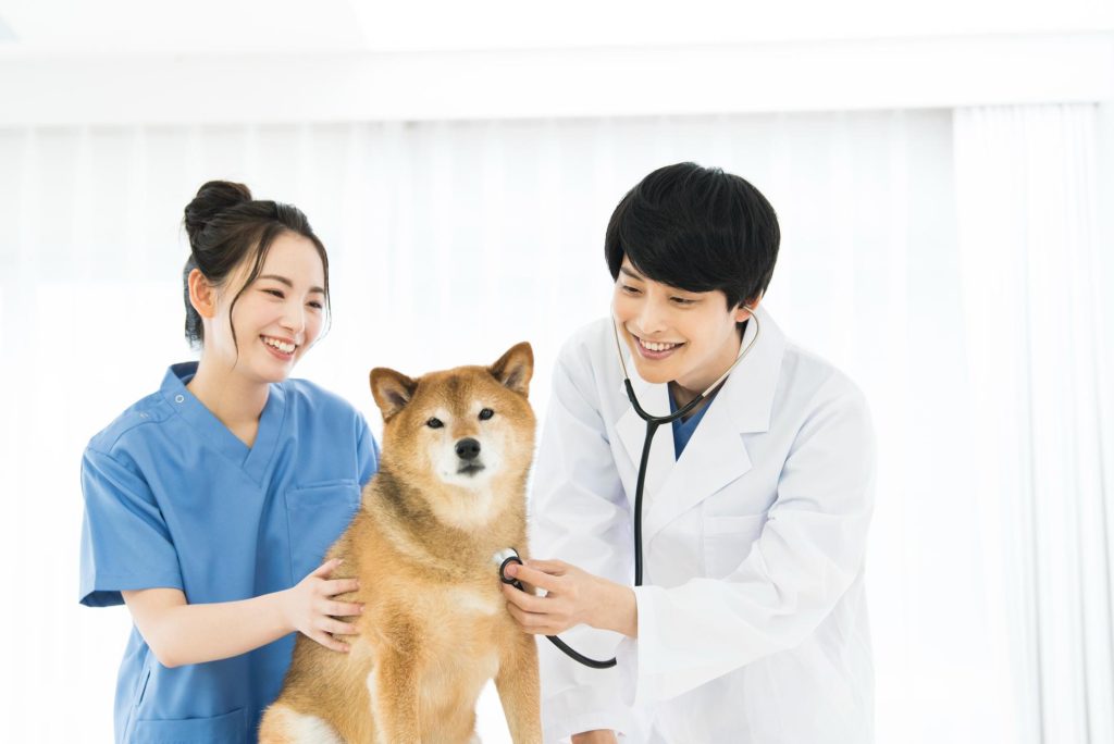 柴犬と一緒に長く過ごすためにできること