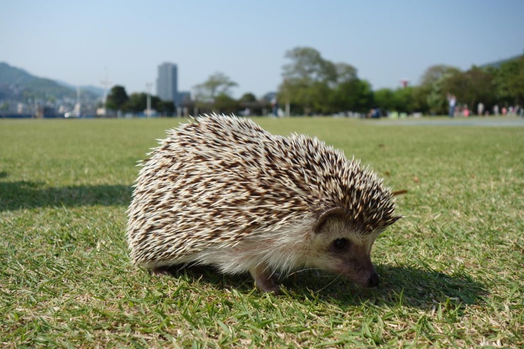 ハリネズミ火葬後の供養方法