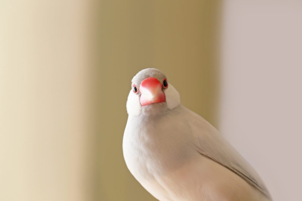 文鳥を長生きさせるための5つの注意点