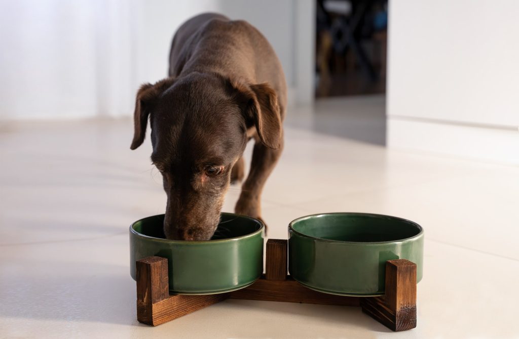 老犬の食事で心がけたい3つのポイント