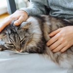 【獣医師監修】猫を看取るための準備と最期の迎え方