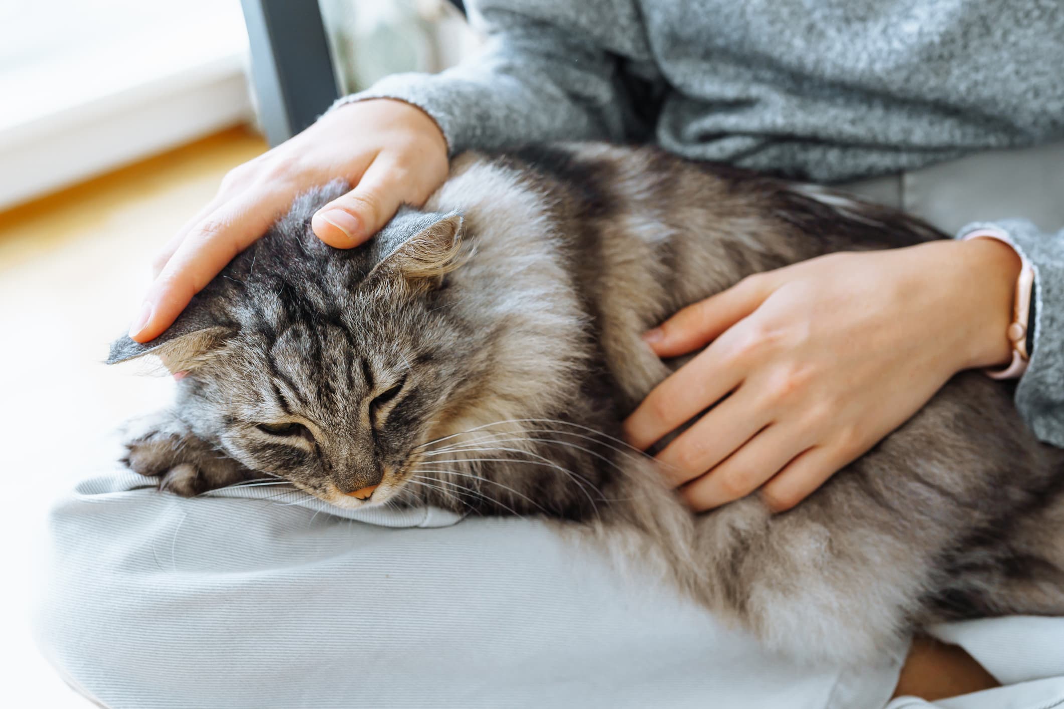 【獣医師監修】猫を看取るための準備と最期の迎え方