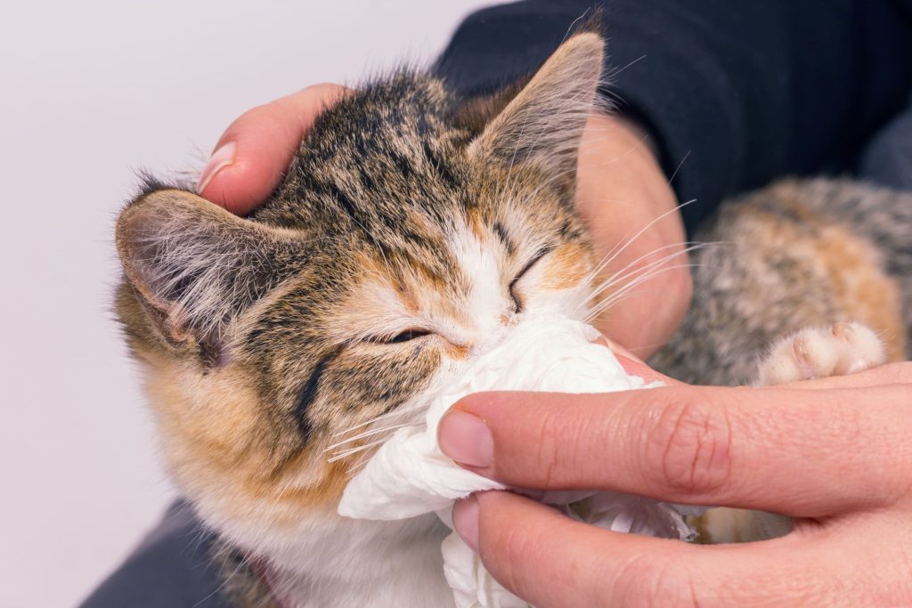 猫が病気になったときに現れやすい症状と種類