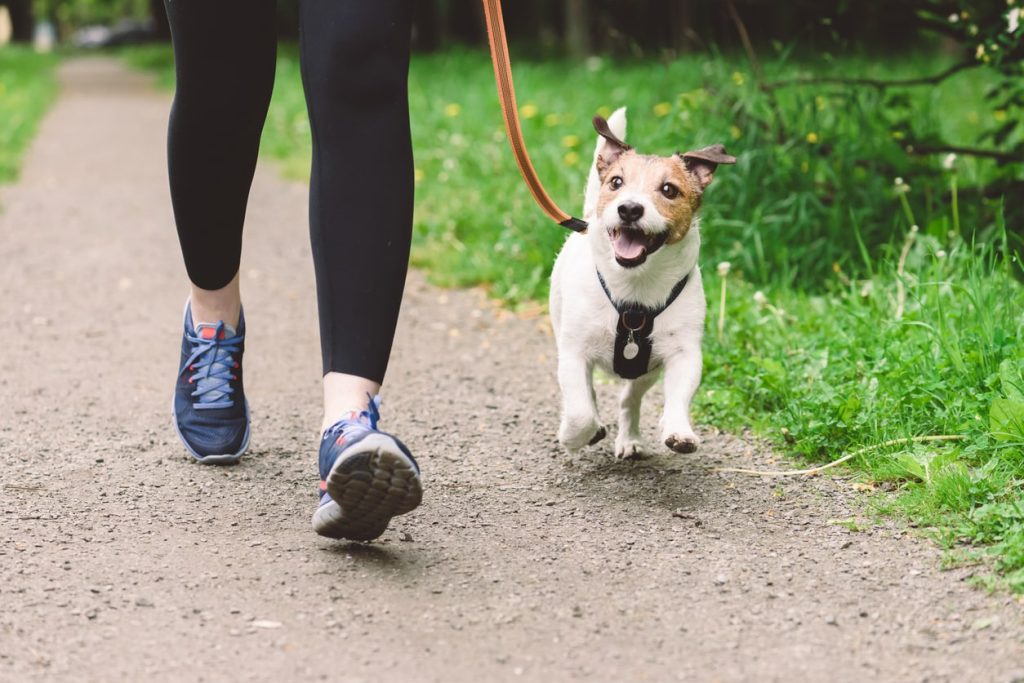 犬に危険な草を食べさせないための対処法