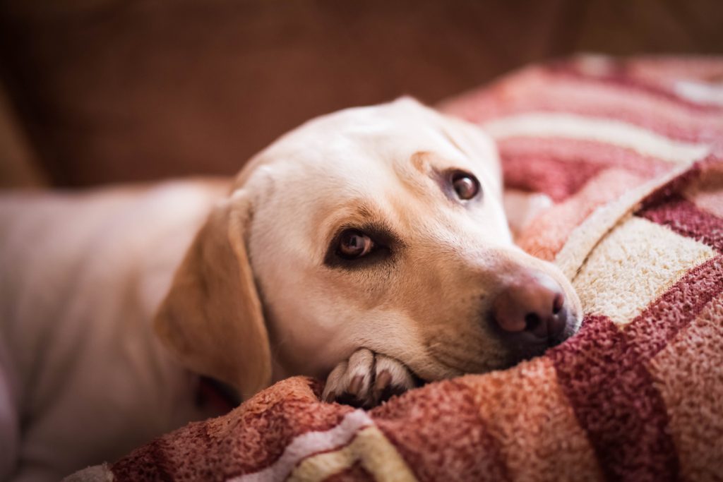 最期を迎える前に愛犬が見せる行動