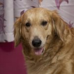 シニア犬の口臭の原因は？自宅でできる口臭ケアをご紹介
