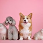 良いペットホテルの選び方とは？ペットを預ける前のチェック項目を伝授