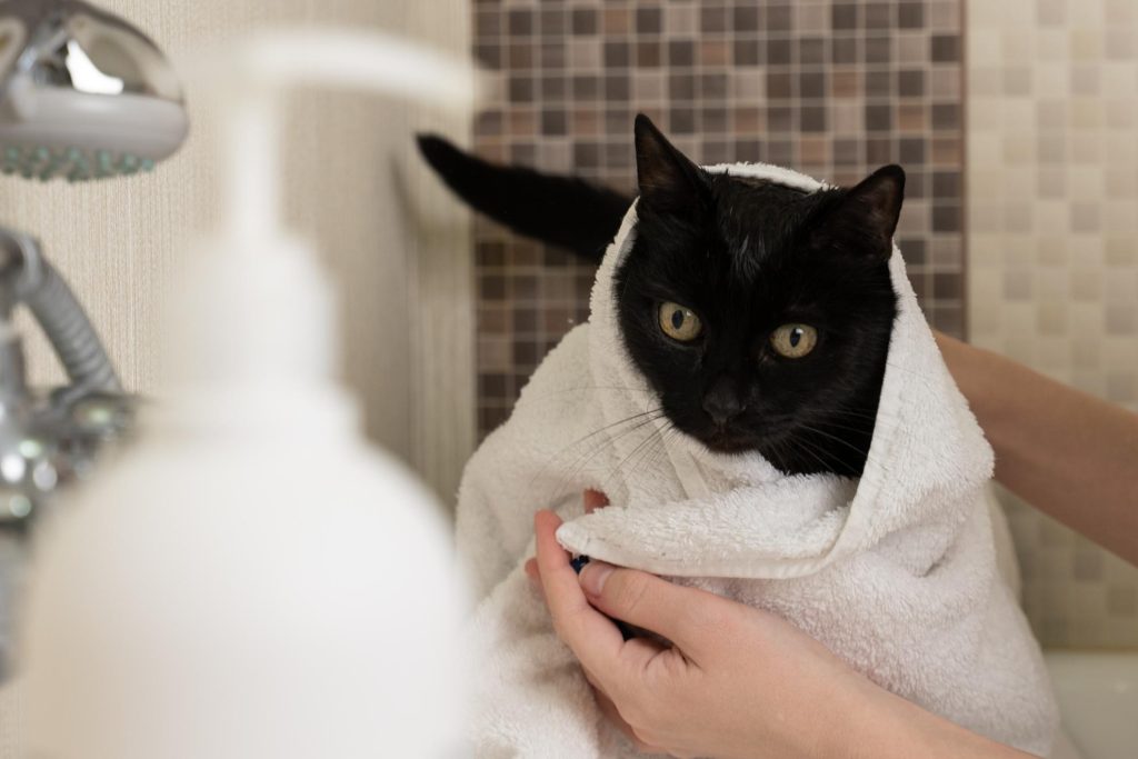 猫のお風呂の入れ方