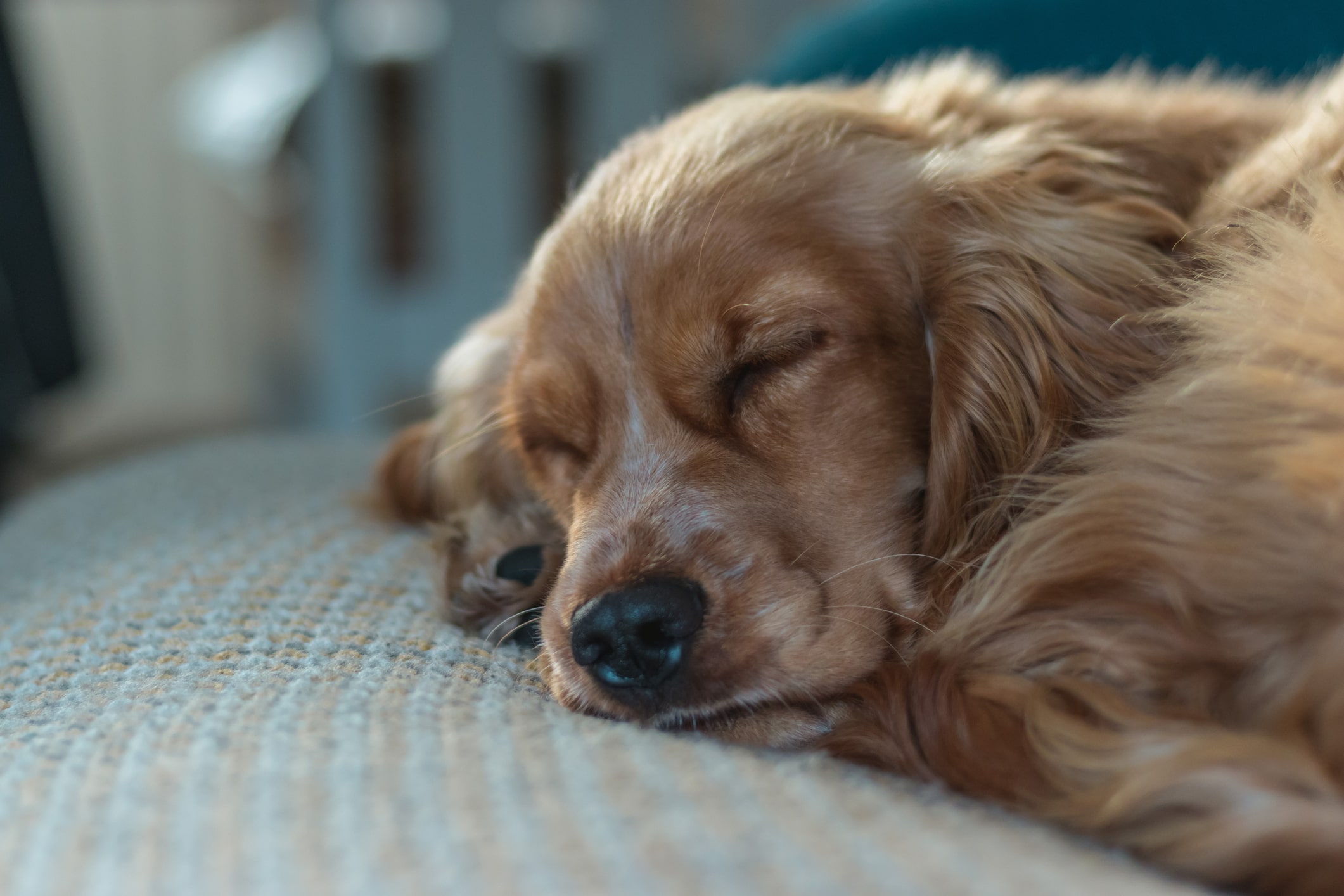 【専門家監修】老犬に良い食べ物は？高栄養価の食べ物や食事の注意点