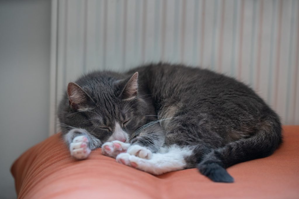 猫の老衰症状